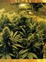 Page: - 115 | High Times