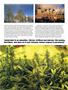 Page: - 54 | High Times