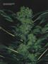 Page: - 55 | High Times