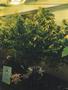 Page: - 65 | High Times