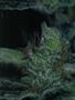 Page: - 67 | High Times