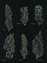 Page: - 69 | High Times