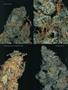 Page: - 70 | High Times