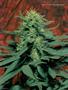 Page: - 114 | High Times