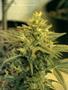 Page: - 118 | High Times