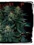 Page: - 65 | High Times