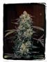 Page: - 67 | High Times