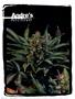 Page: - 70 | High Times