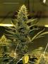 Page: - 118 | High Times