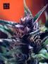 Page: - 67 | High Times