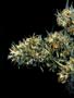 Page: - 68 | High Times