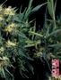 Page: - 69 | High Times