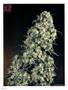Page: - 70 | High Times