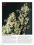 Page: - 72 | High Times