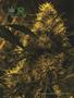Page: - 118 | High Times