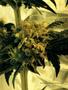 Page: - 119 | High Times