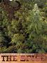 Page: - 60 | High Times