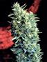 Page: - 67 | High Times