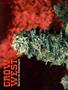 Page: - 68 | High Times