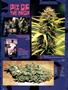 Page: - 106 | High Times