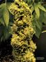 Page: - 119 | High Times
