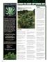 Page: - 126 | High Times