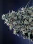 Page: - 68 | High Times