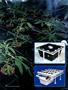 Page: - 85 | High Times
