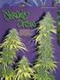 Page: - 56 | High Times