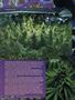 Page: - 57 | High Times