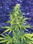 Page: - 59 | High Times