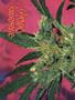 Page: - 60 | High Times