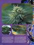 Page: - 62 | High Times