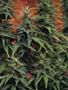 Page: - 89 | High Times