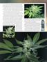Page: - 99 | High Times