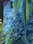 Page: - 103 | High Times