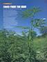 Page: - 14 | High Times