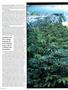 Page: - 62 | High Times