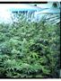 Page: - 63 | High Times
