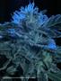 Page: - 66 | High Times