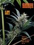 Page: - 91 | High Times