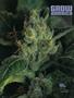 Page: - 104 | High Times