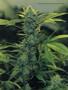 Page: - 115 | High Times
