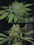 Page: - 59 | High Times