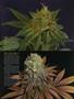 Page: - 60 | High Times