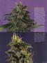 Page: - 61 | High Times