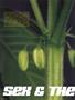 Page: - 66 | High Times