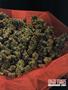 Page: - 69 | High Times