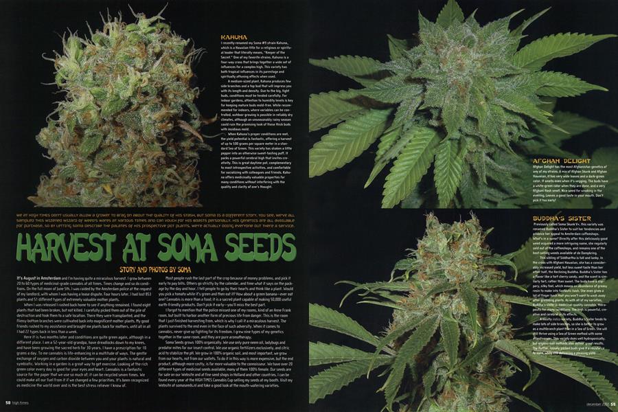HARVEST AT SOMA SEEDS