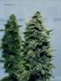Page: - 50 | High Times